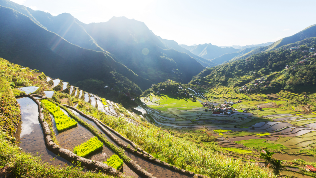 Rice Terraces