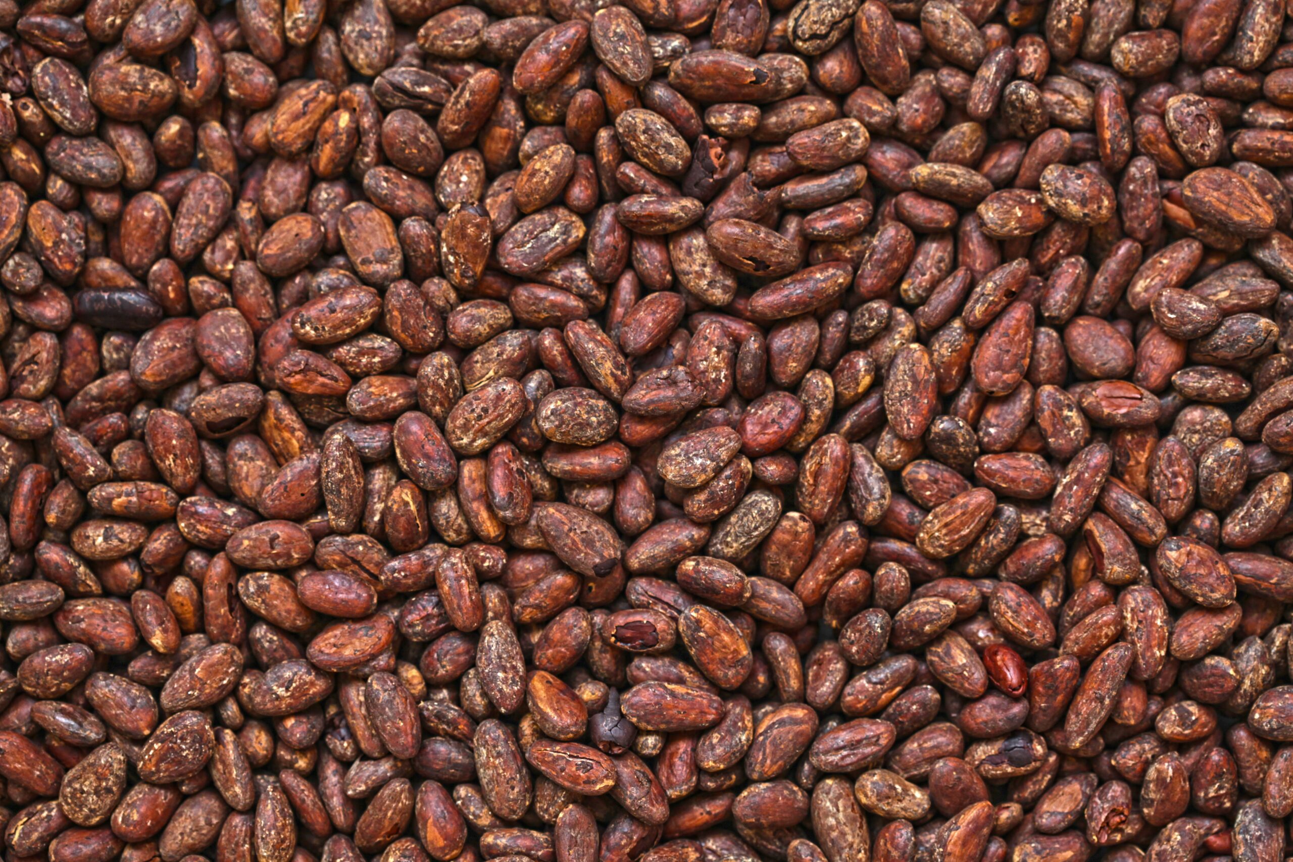 Cacao Sample