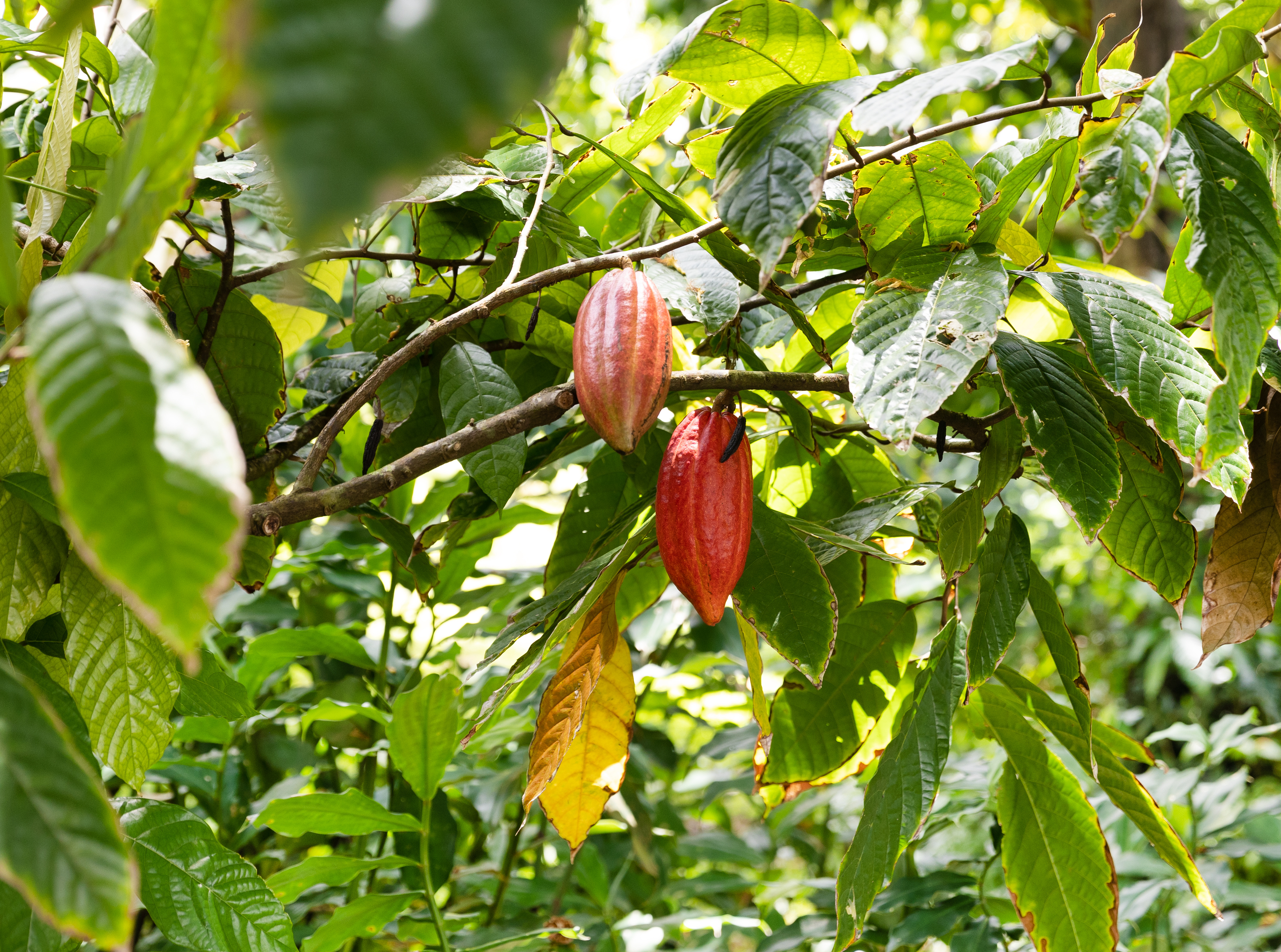 cacao tree with pods